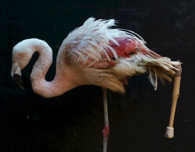 A flamingo, which had its leg amputated, is pictured with its new prosthesis at Sorocaba Zoo in Sorocaba, Brazil, July 1, 2015. The Chilean flamingo was given a specially made prosthesis after a fracture in the left leg resulted in the bottom portion of the leg needing to be amputated to prevent an infection. (Photo by Paulo Whitaker/Reuters)