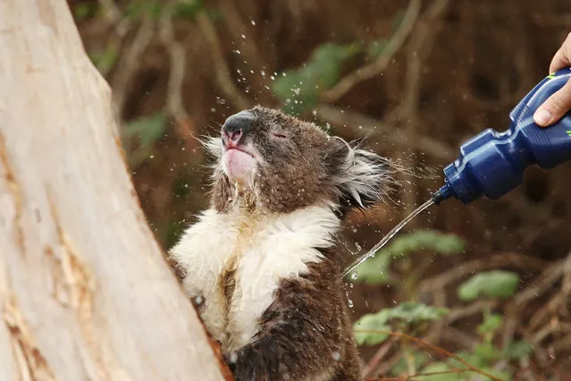 A heat-stressed koala waits as a resident pours water on its back on December 19, 2015 in Adelaide, Australia. Adelaide is experiencing an extreme heatwave, with temperatures reaching over 40 degrees for five consecutive days. (Photo by Morne de Klerk/Getty Images)