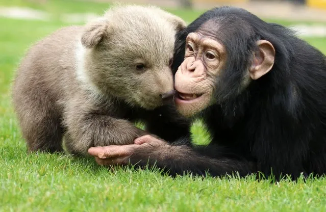 28-day bear cub “Boncuk”, new resident of the Gaziantep Zoo, is seen with his friend Chimpanzee named “Can” for socialising in Gaziantep, Turkey on April 05, 2021. (Photo by Adsiz Gunebakan/Anadolu Agency via Getty Images)