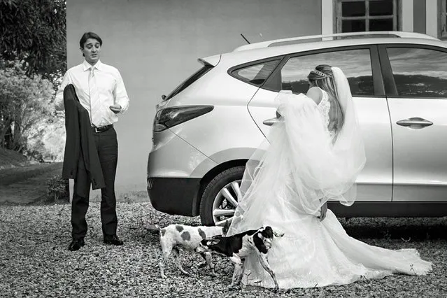 Dog pees on wifes dress. (Photo by Vinicius Matos/Caters News Agency/ISPWP)