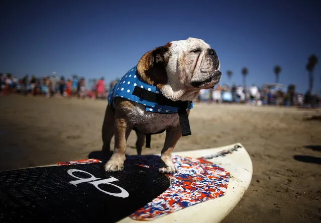 A dog prepares to compete in the Surf City surf dog competition in Huntington Beach, California, September 29, 2013. (Photo by Lucy Nicholson/Reuters)