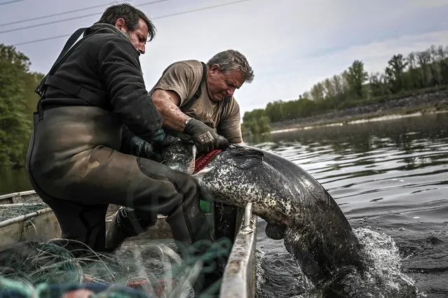 French fishermen pull out a sheatfish from the waters of the Dordogne river near Mauzac-et-Grand-Castang on April 20, 2021. In Dordogne, targeted fisheries of this giant “catfish” aim at evaluating its real impact on biodiversity, and the part of the myth. (Photo by Philippe Lopez/AFP Photo)