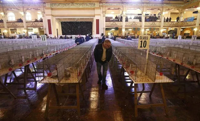 Visitors view pigeons on show during the British Homing World show of the year at Blackpool's Winter Gardens in Blackpool, north west England on January 17, 2016. (Photo by Andrew Yates/Reuters)