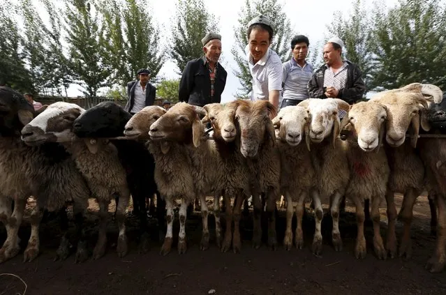 Ethnic Uighur customers select goats at a fair on a street in Aksu, Xinjiang Uighur Autonomous Region in this July 21, 2013 file photo. (Photo by William Hong/Reuters)