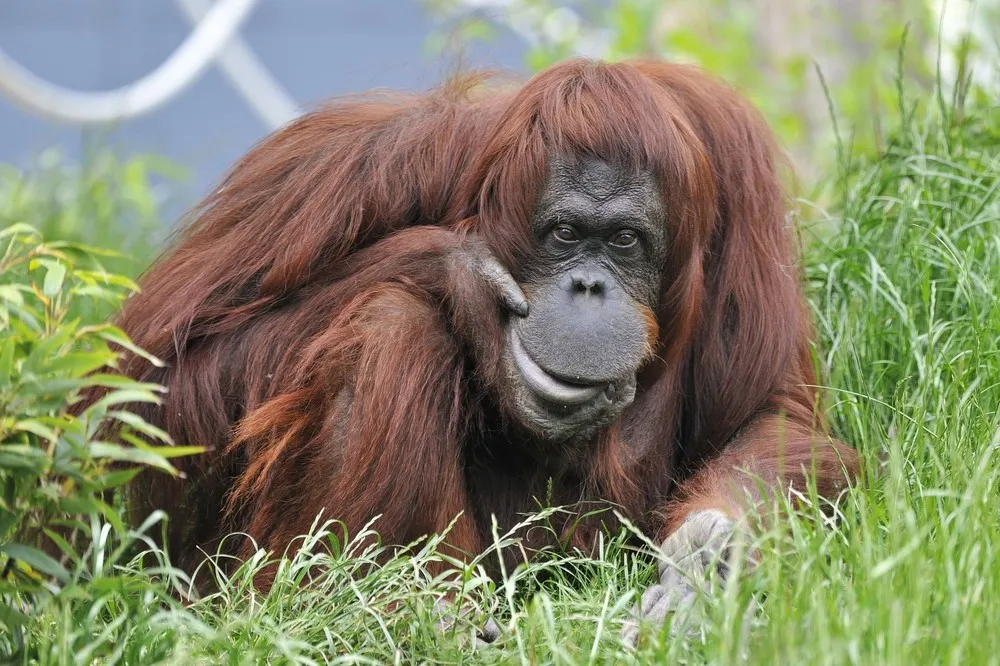 The Week in Pictures: Animals, October 12 – October 18, 2013