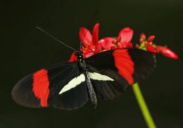 A postman butterfly lands on a flower as it and hundreds of other butterflies from around the world fill the bird aviary for the next month at the San Diego Zoo Safari Park in San Diego, California March 13, 2015. (Photo by Mike Blake/Reuters)