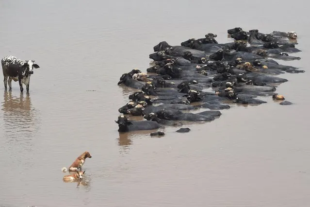 Buffalos cool off in the Ravi river during a hot day in Lahore on May 29, 2021. (Photo by Arif Ali/AFP Photo)