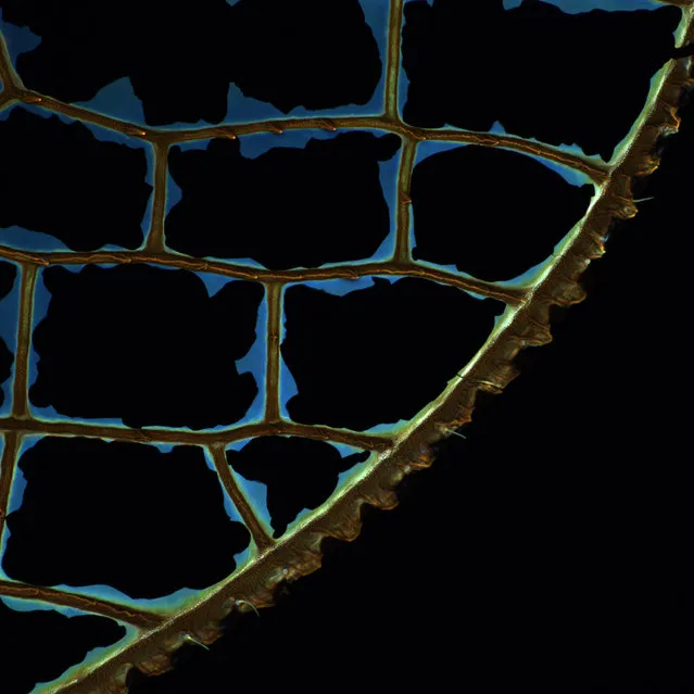 Micro-imaging runner-up: Broken Window by Hamed Rajabi. A close-up of a wing of the dragonfly Acisoma panorpoides, shot using confocal laser scanning microscopy (CLSM), showing broken membranes. (Photo by Hamed Rajabi/Kiel University/Royal Society Publishing Photography Competition 2018)
