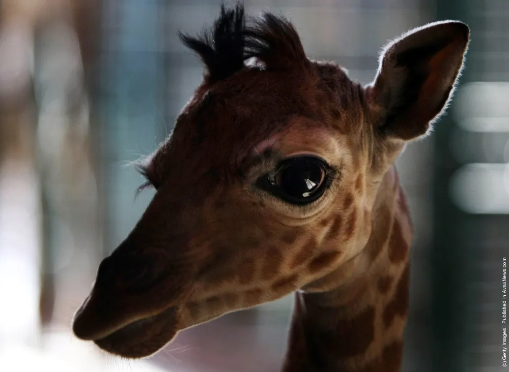 Baby Giraffe