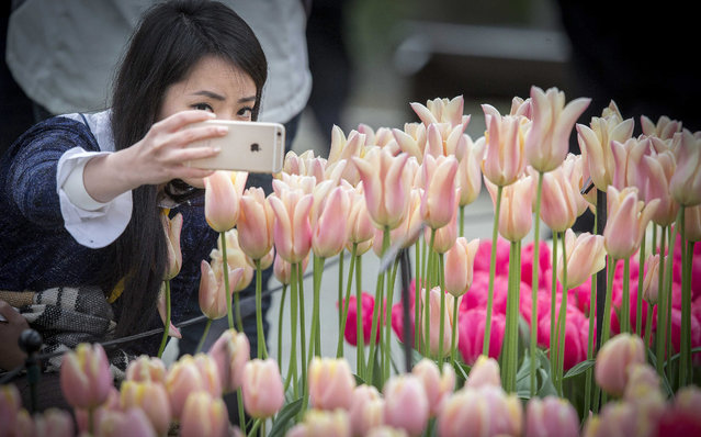 A woman takes a selfie in a field of flowers in the Keukenhof on Easter Monday in Lisse, The Netherlands, 06 April 2015. The world's second largest flower park, that is visited by almost one million people from all over the world annually, is open from 20 March to 17 May. This year it's Vincent van Gogh year in the park. (Photo by Jerry Lampen/EPA)