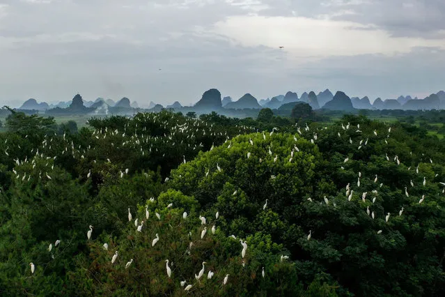 Aerial photo taken on August 12, 2021 shows flocks of herons perching on trees in Wangjia Village of Sitang Township in Guilin City, south China's Guangxi Zhuang Autonomous Region. (Photo by Xinhua News Agency/Rex Features/Shutterstock)