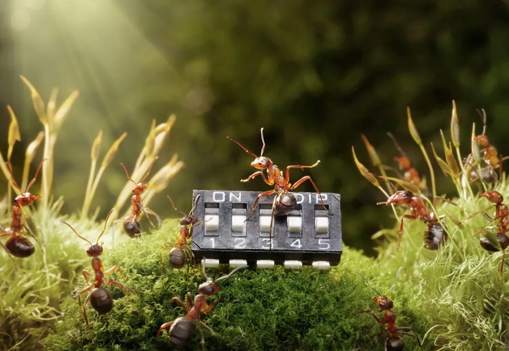 Natural Ant Photography by Andrey Pavlov Part 2