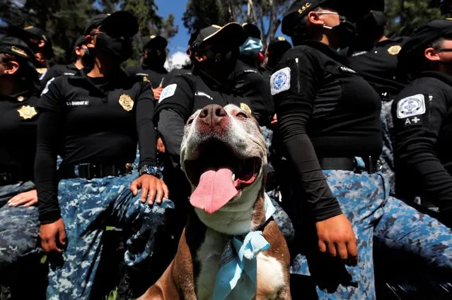 A dog rescued by the Animal Surveillance Brigade of the Secretariat of Citizen Security poses during the celebration of the 16th anniversary of this agency, in Mexico City, Mexico, 26 August 2021. The Animal Surveillance Brigade of Mexico City celebrated its 16th anniversary on 26 August trying to raise awareness in the capital against violence against animals. (Photo by Jose Mendez/EPA/EFE)