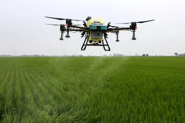 A remotely controlled rone sprays pesticide on paddy fields in Sekinchan, Malaysia, 04 September 2023. The 'Padiberas Nasional Berhad' (Bernas) company, a partner in Malaysia's national paddy and rice industry, announced an adjustment in the sale price of imported white rice from 2,350 Malaysian Ringgit (MYR) (about 468 Euro) per metric ton to MYR 3,200 (about 637 Euro) per metric ton effective from 01 September after India' s government announced on 20 July 2023 that it would stop exporting non-basmati white rice. India is a major paddy producer handling about 40 percent of the world's rice exports. (Photo by Fazry Ismail/EPA)