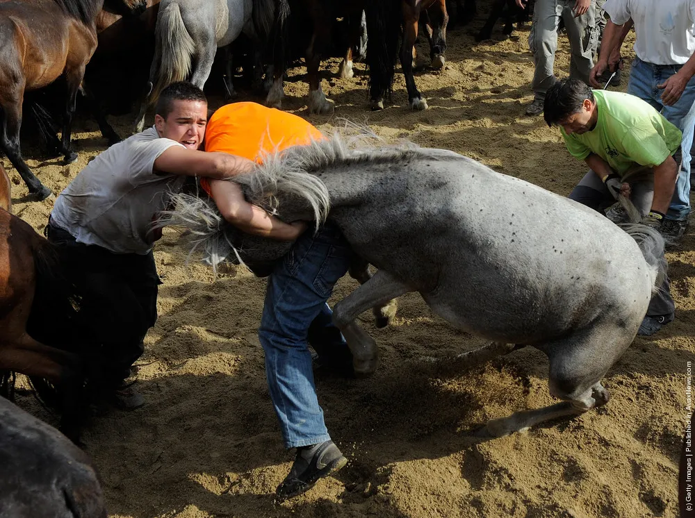 Wild Horses Are Tamed At Rapa Das Bestas