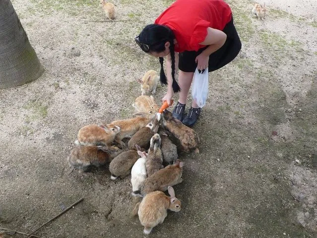 Rabbit Island in Japan