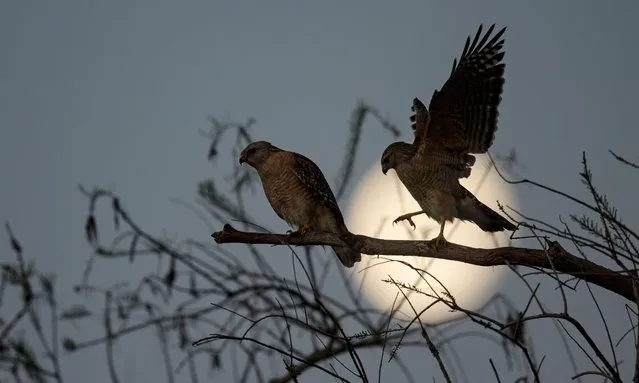 A pair of red shouldered hawks perch on a snag while the moon sets behind them at Harns Marsh in Lehigh Acres in Buckingham, Fla. on February 27, 2024. Harns Marsh is a storm water facility that helps filter water and reduces flooding to the Orange River. (Photo by Andrew West/USA Today Network)