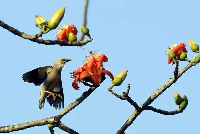 In this Saturday, February 11, 2017, photo, a bird flies by flowers of an orange silk cotton tree, which is popular in central Myanmar for its edible flowers, in Naypyitaw, Myanmar. Myanmar's summer season starts in March and ends in early June. (Photo by Aung Shine Oo/AP Photo)