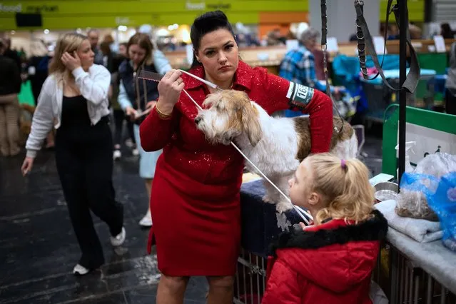 A woman carries her Petit Basset Griffon Vendeen dog to be judged on the last day of the Crufts dog show at the National Exhibition Centre in Birmingham, central England, on March 10, 2024. (Photo by Oli Scarff/AFP Photo)