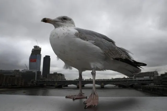A seagull stands on a railing of the Millenium Bridge in central London, Britain, February 21, 2017. (Photo by Stefan Wermuth/Reuters)