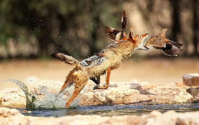 Against the scorching sun, a hungry jackal chases a flock of birds looking for a quick morning snack. Taken in South Africa's Kgalagadi Transfrontier National Park, these images capture the moment a lone hunter tries, and then succeeds, in his pursuit. (Photo by John Mullineux/Solent News)