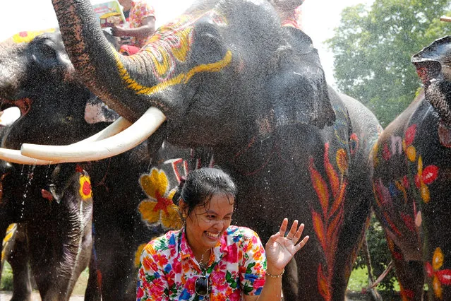 A woman is splashed by elephants with water during the celebration of the Songkran water festival in Thailand's Ayutthaya province, north of Bangkok, April 11, 2016. (Photo by Jorge Silva/Reuters)