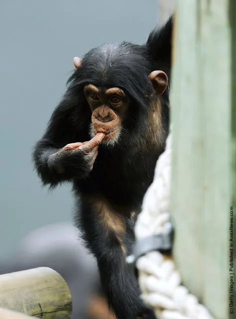 A Chimpanzee plays in it's new home at Taronga Zoo