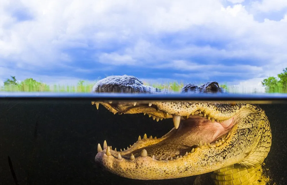 American Alligator by Masa Ushioda