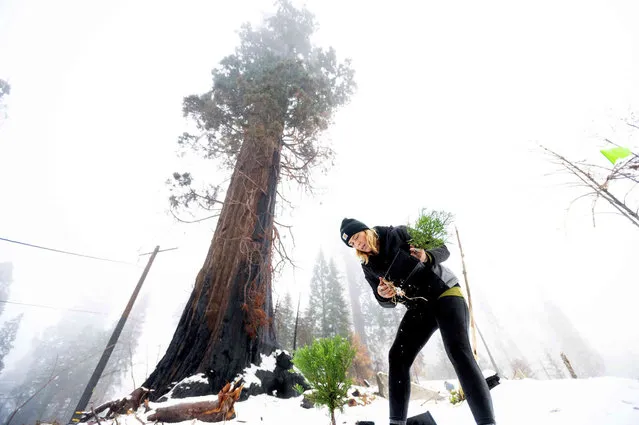Caryssa Rouser, a propagation specialist with Archangel Ancient Tree Archive, plants a sequoia tree on Tuesday, October 26, 2021, in Sequoia Crest, Calif. The effort led by the Archangel Ancient Tree Archive, a nonprofit trying to preserve the genetics of the biggest old-growth trees, is one of many extraordinary measures being taken to save giant sequoias that were once considered nearly fire-proof and are in jeopardy of being wiped out by more intense wildfires. (Photo by Noah Berger/AP Photo)
