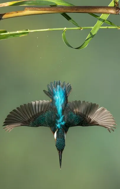 “El Salto del Angel Azul”. Imagen de Martin pescador en pleno lance, imagen con 4 flases, trabajo de alta velocidad. Photo location: Alicante. (Photo and caption by Cesareo Pastor Quesada/National Geographic Photo Contest)