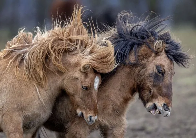 Icelandic horses play at a stud farm in Wehrheim, Germany, Monday, January 17, 2022. (Photo by Michael Probst/AP Photo)