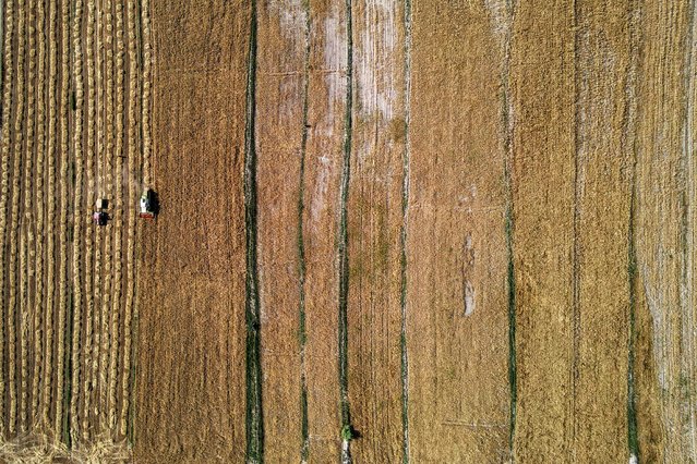 This aerial view taken on May 7, 2024 shows harvesters moving in a wheat field in the Abbasiya district of Iraq's central province of Najaf during the harvest in a plentiful season due to high rainfall after several years of drought. (Photo by Ahmad Al-Rubaye/AFP Photo)