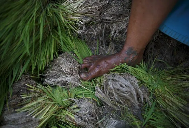 The foot of a woman is pictured as she stands on top of the rice saplings during the Asar Pandhra festival in Pokhara valley, west of Nepal's capital Kathmandu, June 30, 2015. Farmers in Nepal celebrate the festival to mark the commencement of rice crop planting in paddy fields. (Photo by Navesh Chitrakar/Reuters)