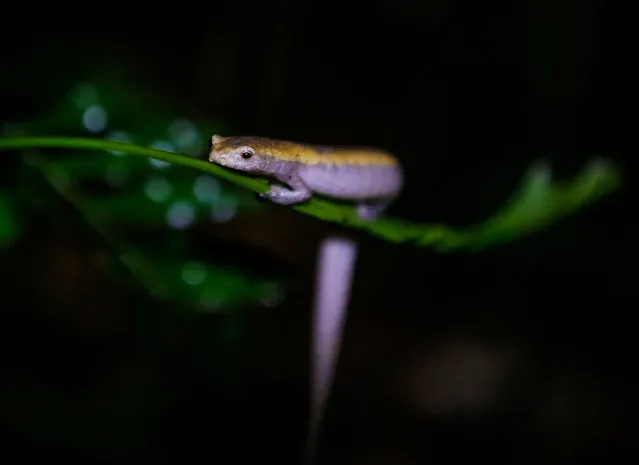 A Mombacho salamander (Bolitoglossa mombachoensis), a species endemic to Nicaragua and in danger of extinction, is pictured at the Mombacho Volcano Natural Reserve in Granada, Nicaragua, on March 18, 2017. Environmentalists are seeking to preserve the Mombacho Salamander which is threatened by habitat loss due to the effects of climate change. (Photo by Inti Ocon/AFP Photo)
