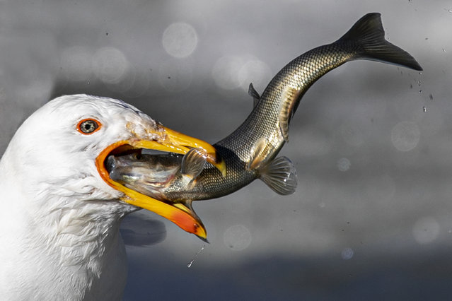 A gull living in the Lake Van Basin feeds by hunting pearl mullets that migrate to fresh waters by swimming against the water to breed in Van, Turkiye on May 18, 2024. (Photo by Necmettin Karaca/Anadolu via Getty Images)