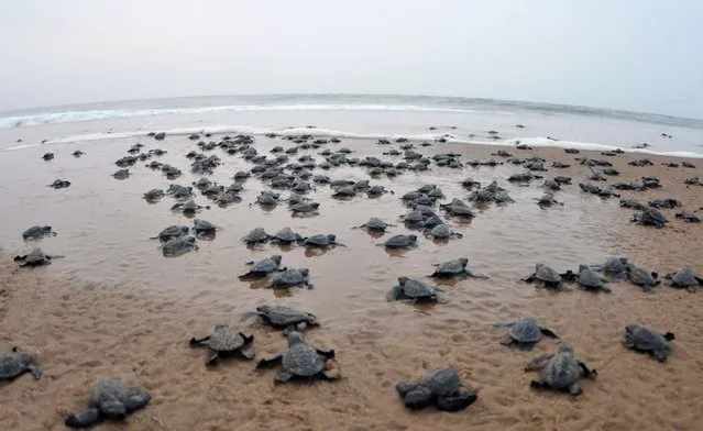 Newly-hatched Olive Ridley turtles make their way to the ocean at Rushikulya beach in Ganjam district, 150 kilometres south of the eastern Indian city of Bhubaneswar, on April 8, 2017. Millions of baby Olive Ridley turtles are hatching and entering the Bay of Bengal, one of the mass nesting sites in the Indian coastal state of Orissa. (Photo by Asit Kumar/AFP Photo)
