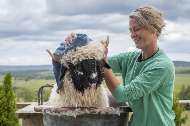 Kitty, a sheep from a Northumberland flock of a Swiss breed, Valais Blacknose, enjoys a bath before the Royal Highland Show at Ingliston near Edinburgh in the second decade of June 2024. (Photo by Phil Wilkinson/The Times)