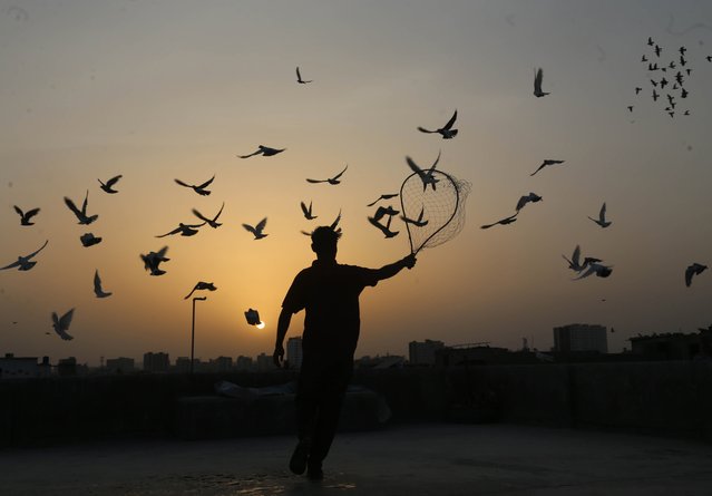 A pigeon racing enthusiast watches his birds feed at a rooftop in Karachi Pakistan, 22 May 2024. Pigeon racing, a centuries-old sport with roots tracing back to India, has found a passionate community in the Ranchore Line neighborhood of Karachi, Pakistan, where biannual tournaments are held in May and October. The sport involves training pigeons to return home from a distance, a feat they accomplish using the sun, magnetic fields, and familiar smells. The sport has evolved over the years, with enthusiasts spending significant amounts of time and money on training and maintaining their flocks. (Photo by Rehan Khan/EPA/EFE)