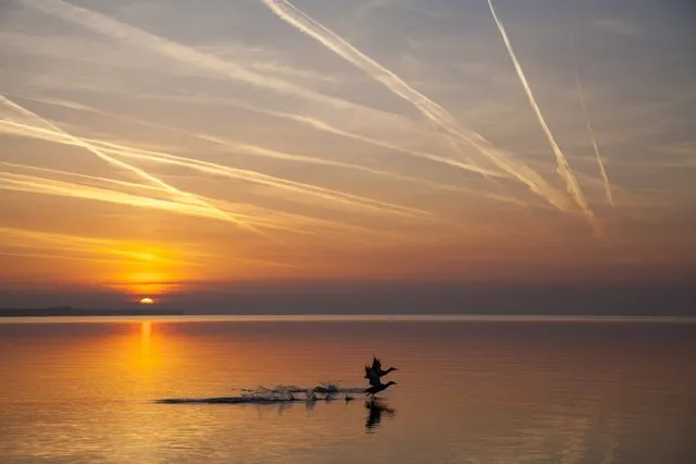 Wild ducks take off from the water of Lake Balaton under a sky streaked by contrails during sunrise in Keszthely, 182 kms southwest of Budapest, Hungary, Friday, March 17, 2017. (Photo by Gyorgy Varga/MTI via AP Photo)