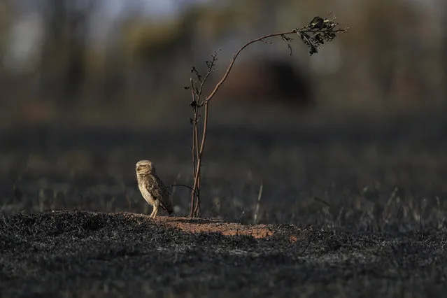 An owl stands in a field after a fire in a savanna area near the neighborhood Jardim Mangueiral, 20 km. from Brasilia, Brazil, Tuesday, September 17, 2019. Brasilia, which is in the heart of the Brazilian savanna, is in the midst of its driest period, as temperatures have risen in the last few days, experts said. (Photo by Eraldo Peres/AP Photo)