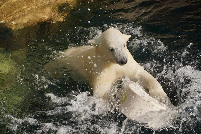 A handout picture made available on 11 May 2016 by Zoo am Meer (Zoo at the sea) shows polar bear cub Lili playing with a toy in the water at Zoo am Meer in Bremerhaven, Germany, 11 May 2016. (Photo by EPA/Zoo am Meer)