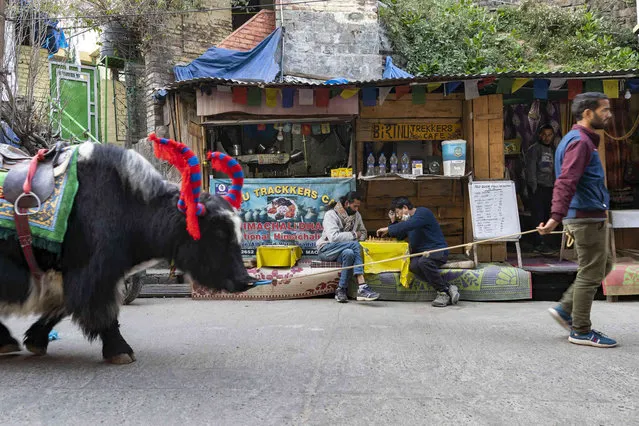 People play chess as a man walks past with his yak in Dharmsala, India, Friday, March 11, 2022. (Photo by Ashwini Bhatia/AP Photo)