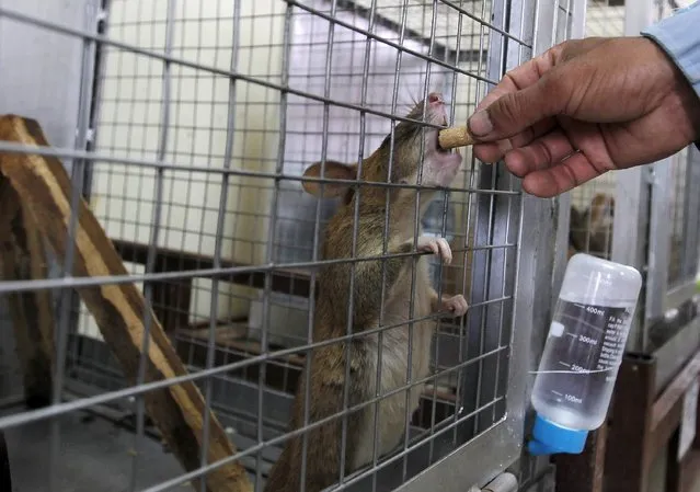 A man from the Cambodian Mine Action Centre (CMAC) gives food to a rat undergoing training to detect mines at the Mine Detection Rat Training, Trial and Testing Project in Siem Reap province July 9, 2015. (Photo by Samrang Pring/Reuters)