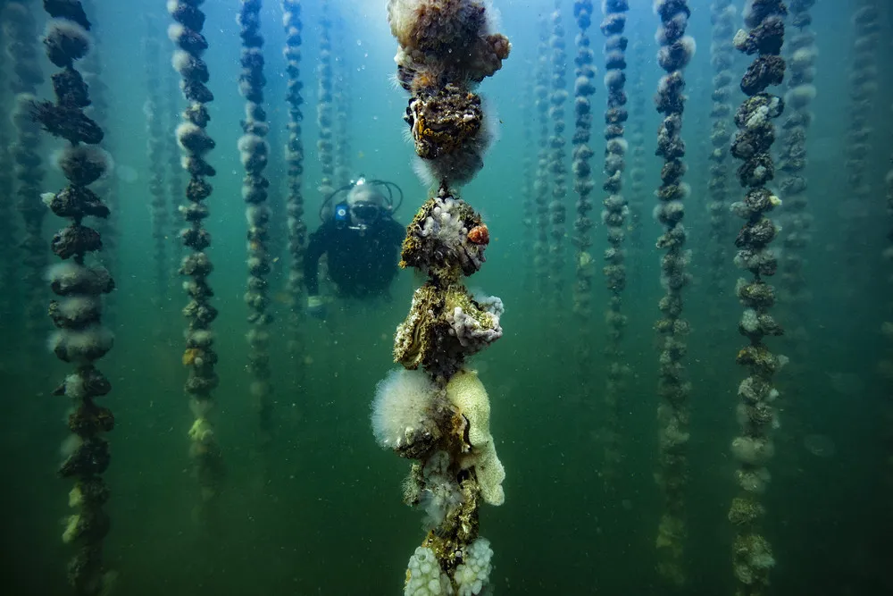 Some Photos: Underwater