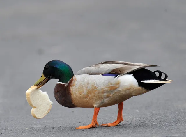 A mallard duck enjoys a piece of bread along 3rd Ave., in Johnstown, Pa. Monday, April 24, 2017. (Photo by Todd Berkey/The Tribune-Democrat via AP Photo)
