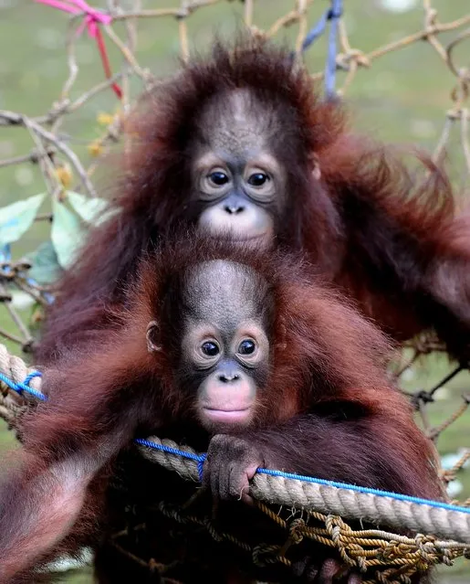 Damai and Rizki, orphaned Bornean orang utan play courtyard at Surabaya Zoo as they prepare to be released into the wild on May 19, 2014 in Surabaya, Indonesia. The two baby orangutans, brothers, were found in Kutai National Park in a critical condition having been abandoned by their mother on May 14, 2014. (Photo by Robertus Pudyanto/Getty Images)