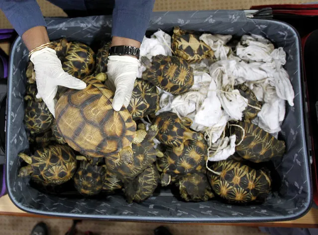 A Malaysian Customs official hold seized tortoise after a press conference at Customs office in Sepang, Malaysia, Malaysia on Monday, May 15, 2017. Malaysian authorities say they have seized 330 exotic tortoises from Madagascar worth 1.2 million ringgit ($276,721) in the latest heist of illegal wildlife and animal parts being smuggled into the country. (Photo by Daniel Chan/AP Photo)
