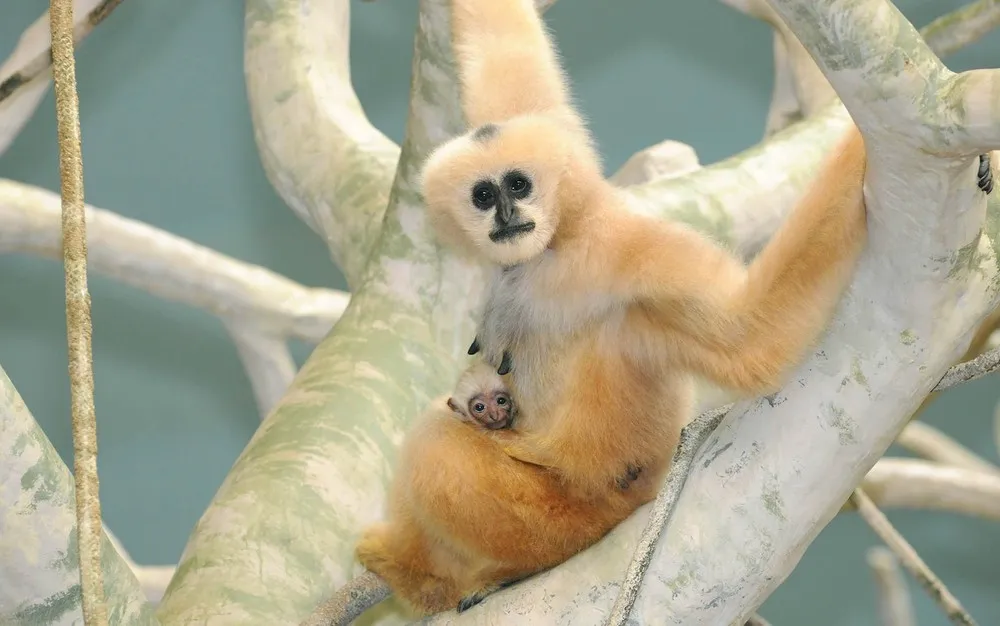 The Week in Pictures: Animals, June 21 – June 27, 2014