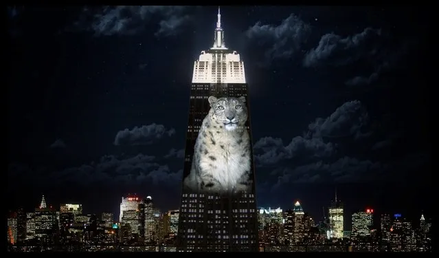 Empire State Building Brings Endangered Animals