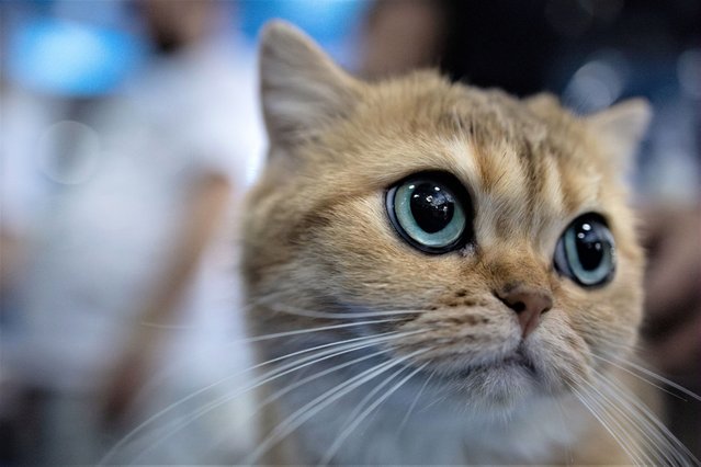 A cat is shown during the American Winner Show in Sao Paulo, Brazil, 24 June 2023. The American Winner Show Brazilian edition is the biggest feline event in America, with the presence of more than two hundred and fifty cats of more than twenty one different breeds with participants from Brazil, Argentina, Chile and Italy. (Photo by Isaac Fontana/EPA)